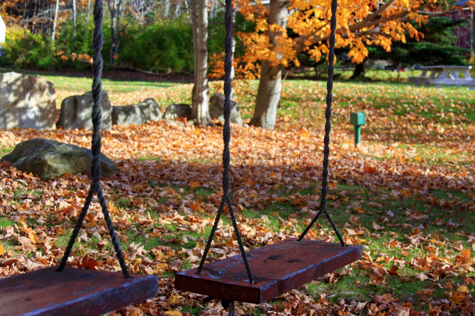 [swings+under+the+tree.JPG]
