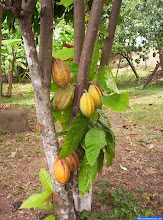 Arbol de cacao
