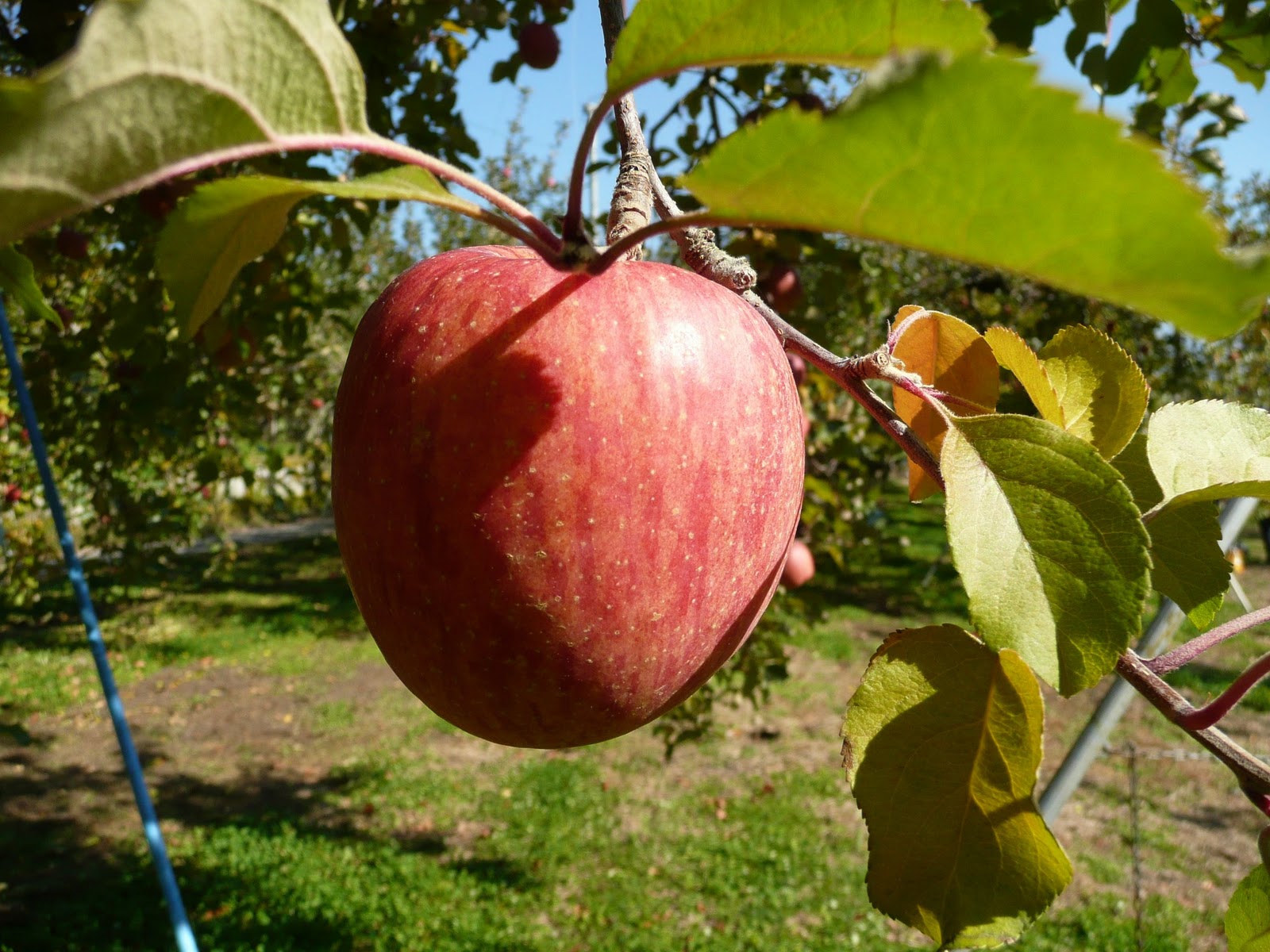 DIANA SIMPSON FUJI APPLES