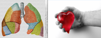 Pulmones y corazón