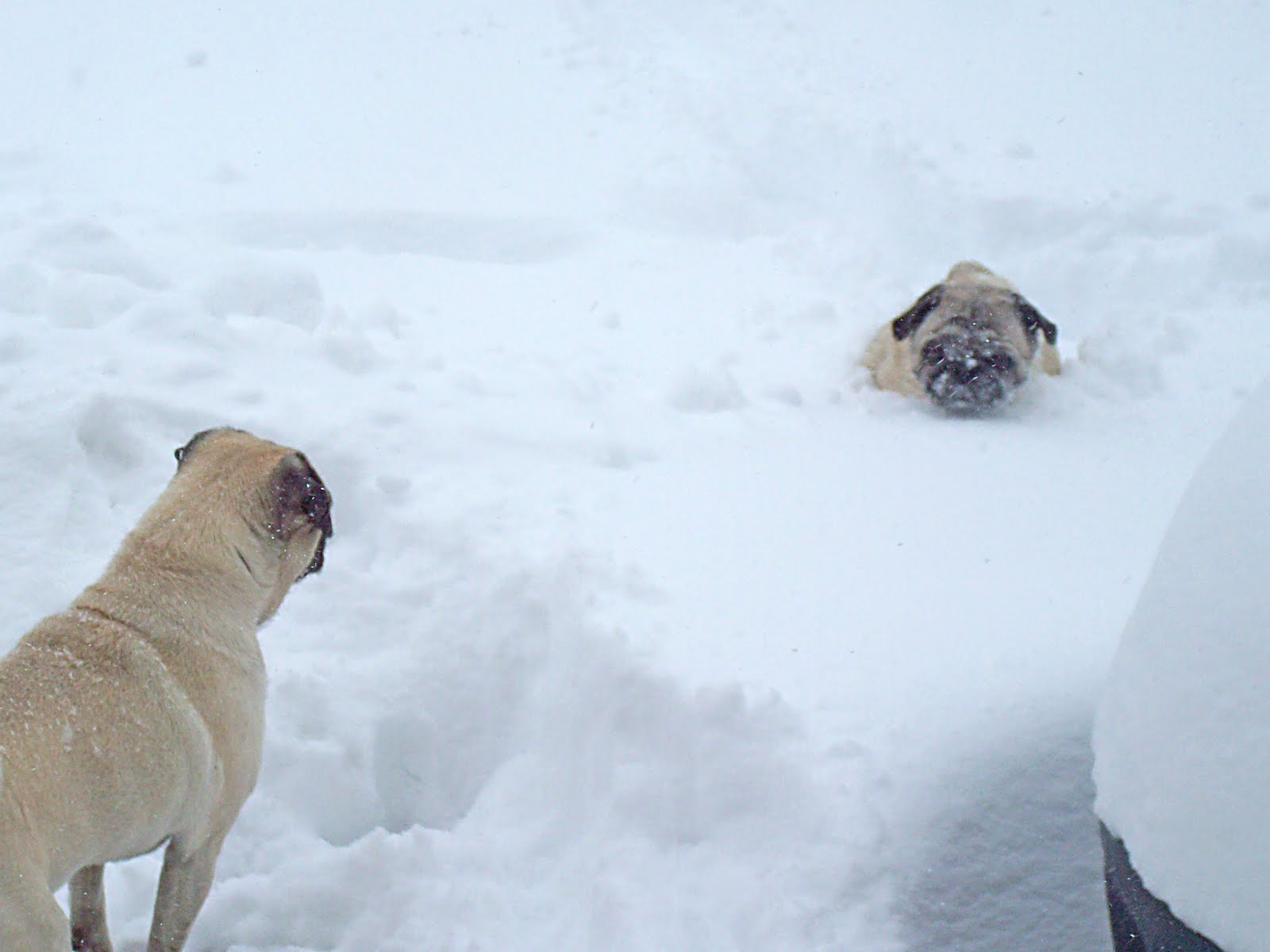 [Goose+Moogles+in+Snow.jpg]