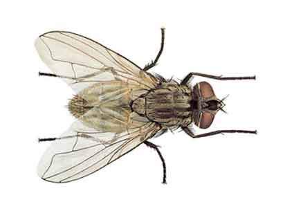[mosca.jpg]