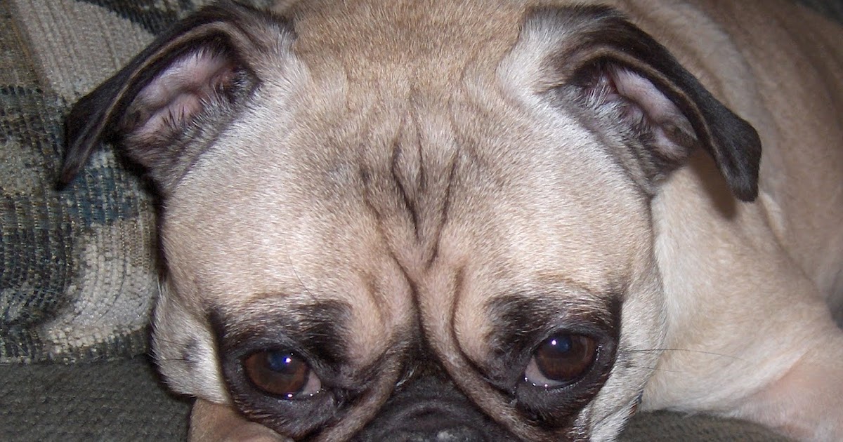 K9 Solutions Dog Training, Inc. A Pug Breeder Challenge How to