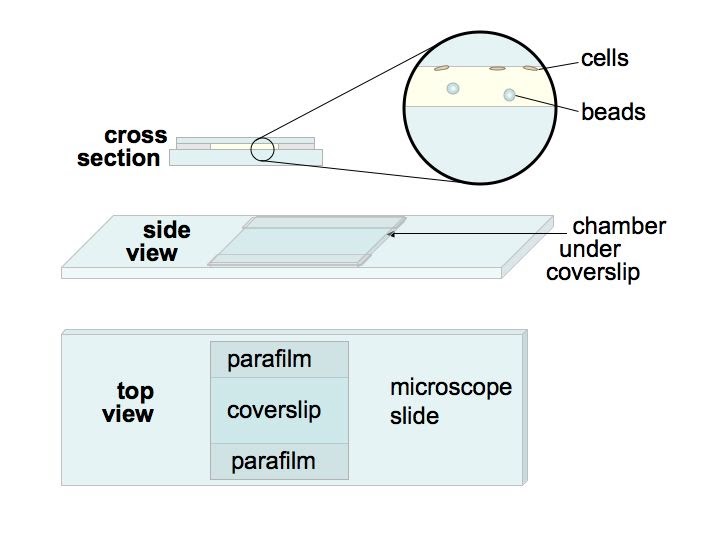 RRResearch Preparing for optical tweezers work