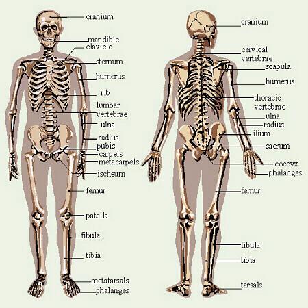 Library of the Writers' Mind: Basic Human Skeleton, Organs and Vien