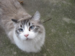 Bitey Kat