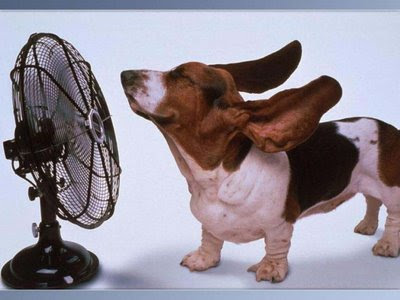 too hot funny pic the funny pics funny pictures its too hot here funny too hot funny pic the funny pics funny pictures its too hot here funny