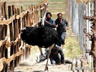 ostrich+escapes.jpg