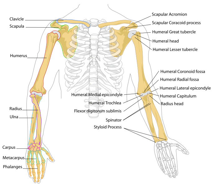 Human Anatomy And Physiology Course