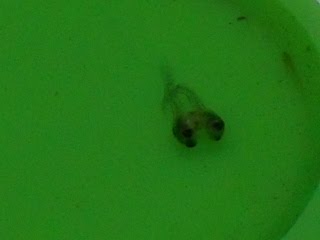Siamese Twins Guppy