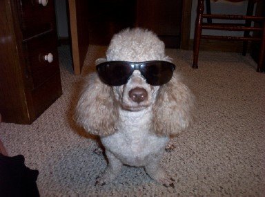 Peanut-The Coolest Dog in Town
