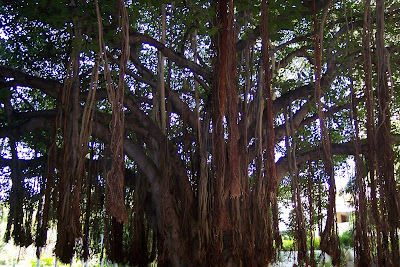 banyan tree philippines
