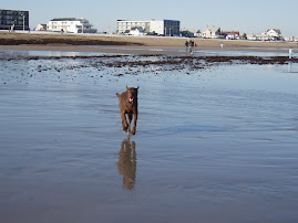 Field Trip to the Beach!