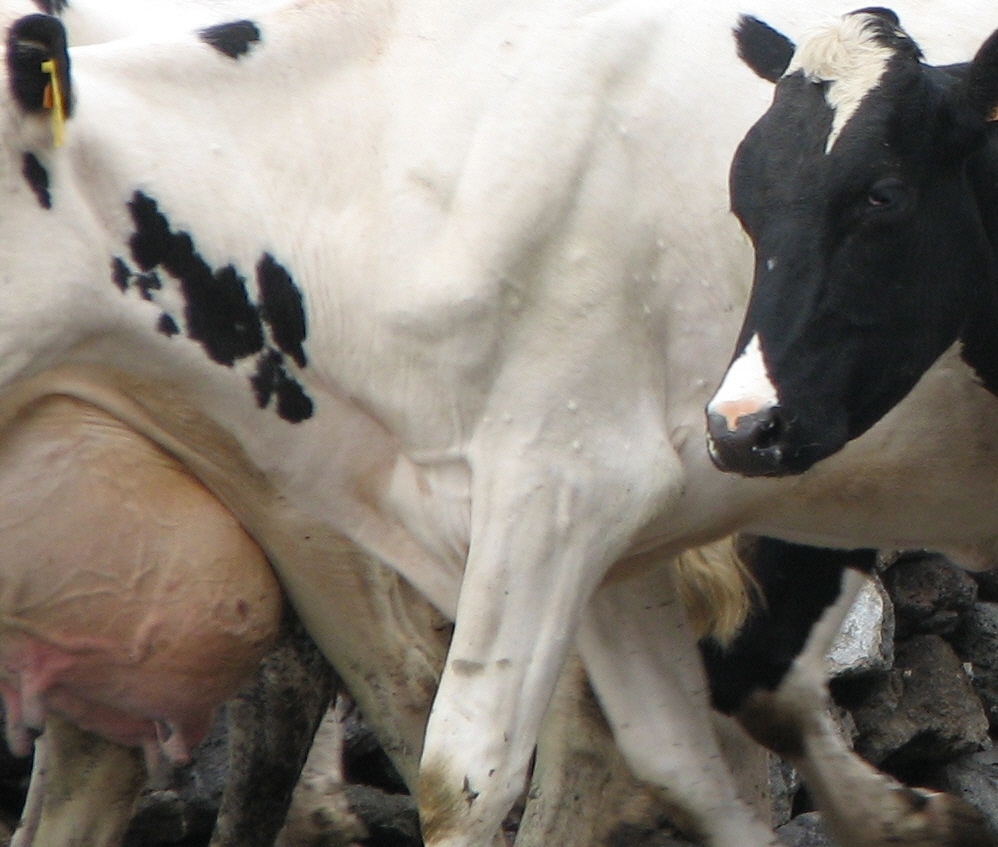 [VACA_DE_LEITE.jpg]