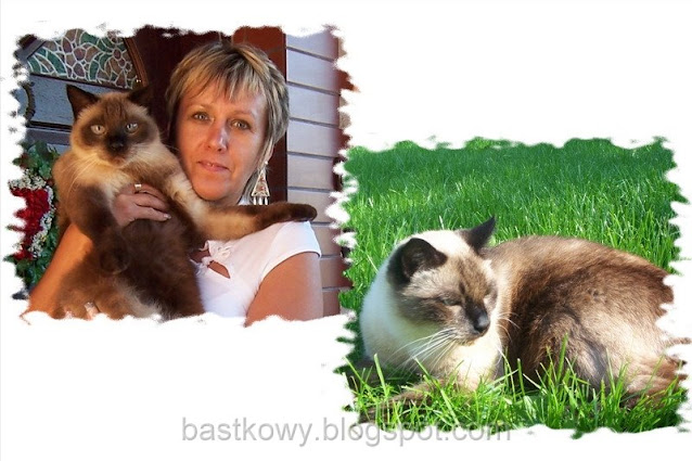 Kolaż dwóch zdjęć kota – na jednym kot siedzi w trawie, a na drugim jest trzymany na rękach przez swoją właścicielkę.