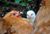 Two chickens with chick