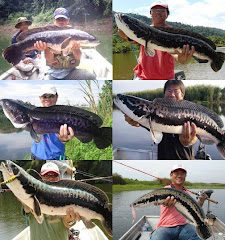 Giant Snakehead