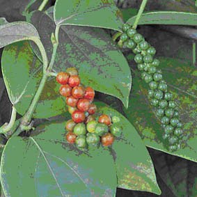 Sexy Good Living Merica Masam