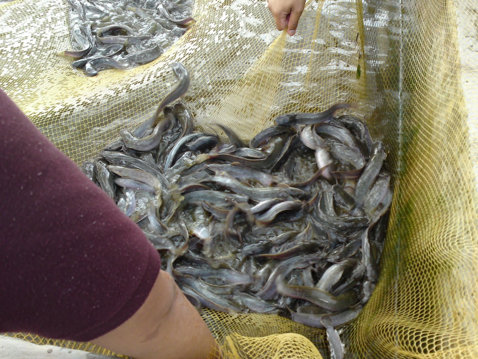 Agro Multy Trading