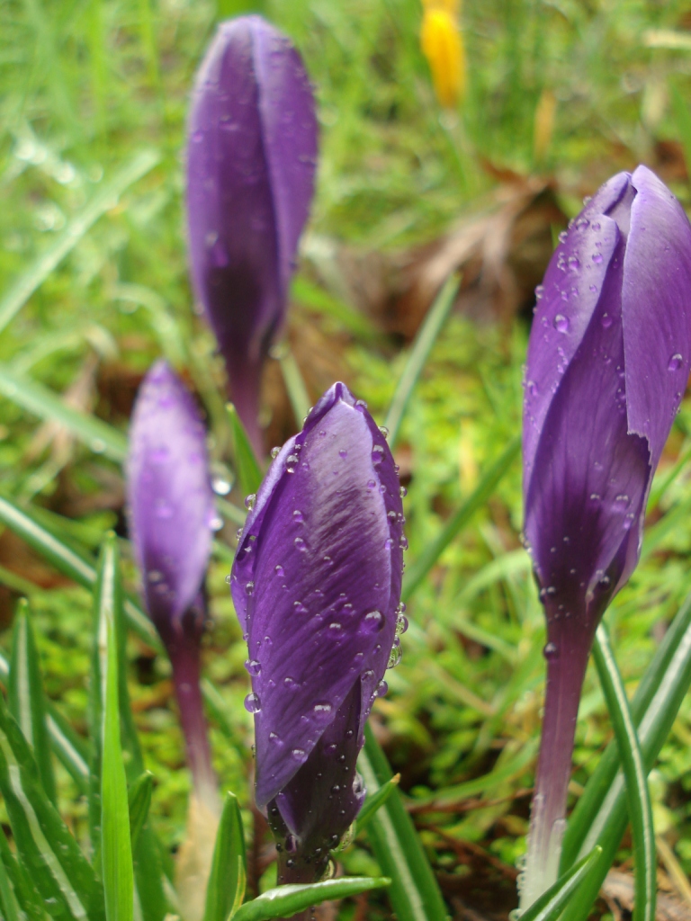 [crocus.JPG]