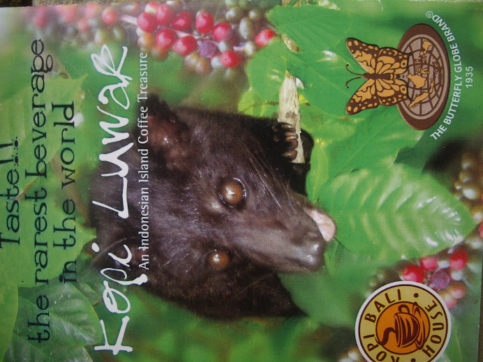KOPI LUWAK (CIVET COFFEE).  RAREST, MOST EXCLUSIVE COFFEE IN THE WORLD