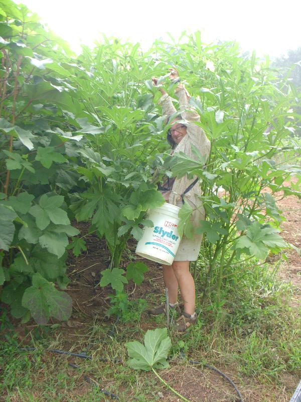 Stef in the okra