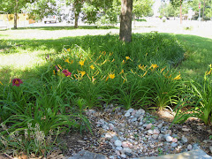 Daylillies