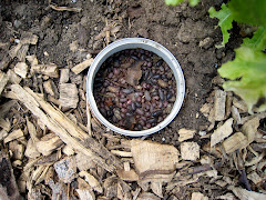 Pill bug Cemetery