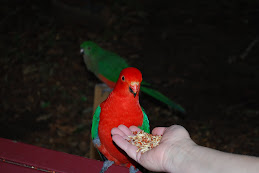 Parrot Visitor