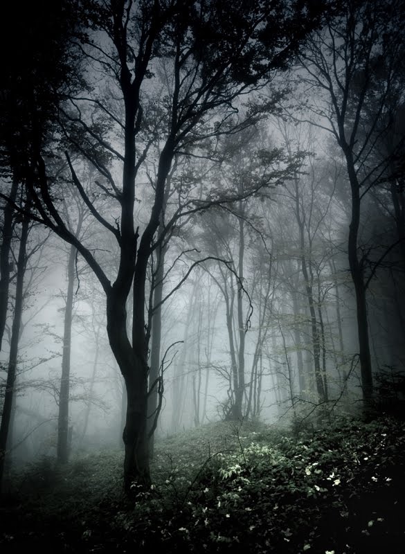 [dark_in_forest_by_szuwar.jpg]