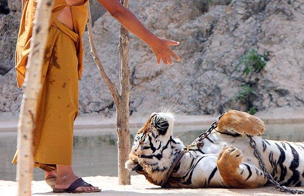 [Monk+Tiger+Forgiveness.jpg]