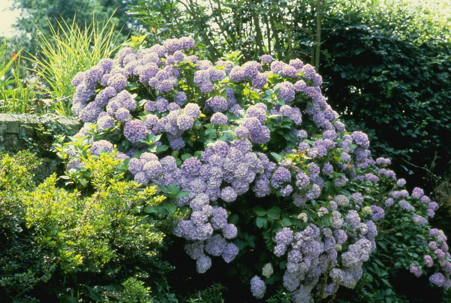 Beautiful English Country Gardens ~ Love-sepphoras