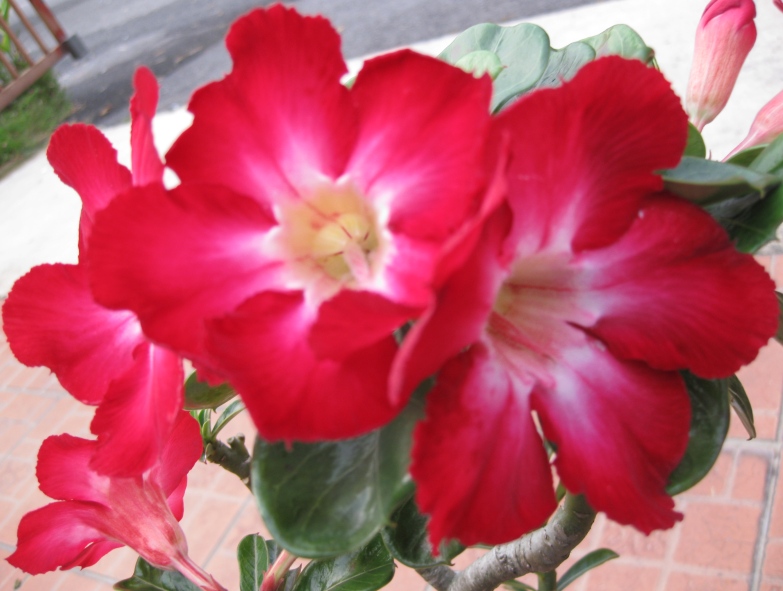 心晶灵静 乐乐家的院子 三 花开富贵 富贵花开