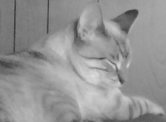 [=?utf-8?B?SU1HMDAwNjIuanBn?=-775695]