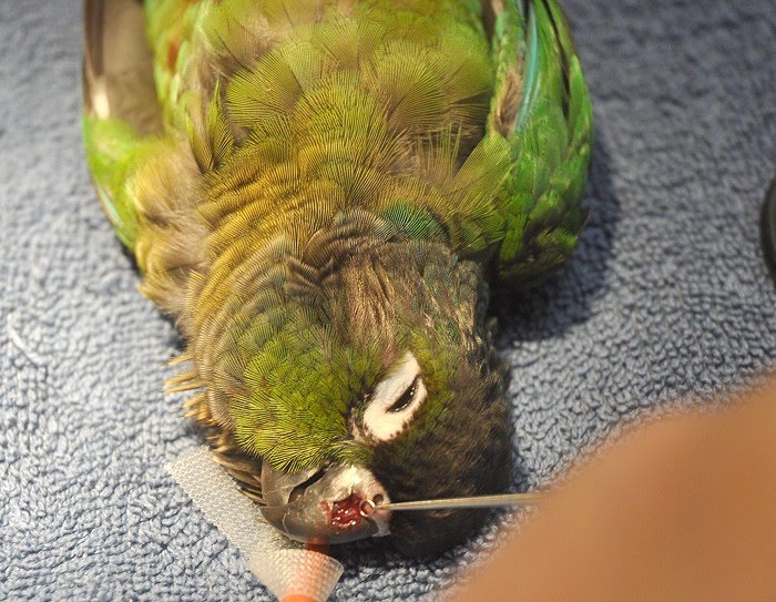 Almost Angels Aviary Green Cheek Beak Injury