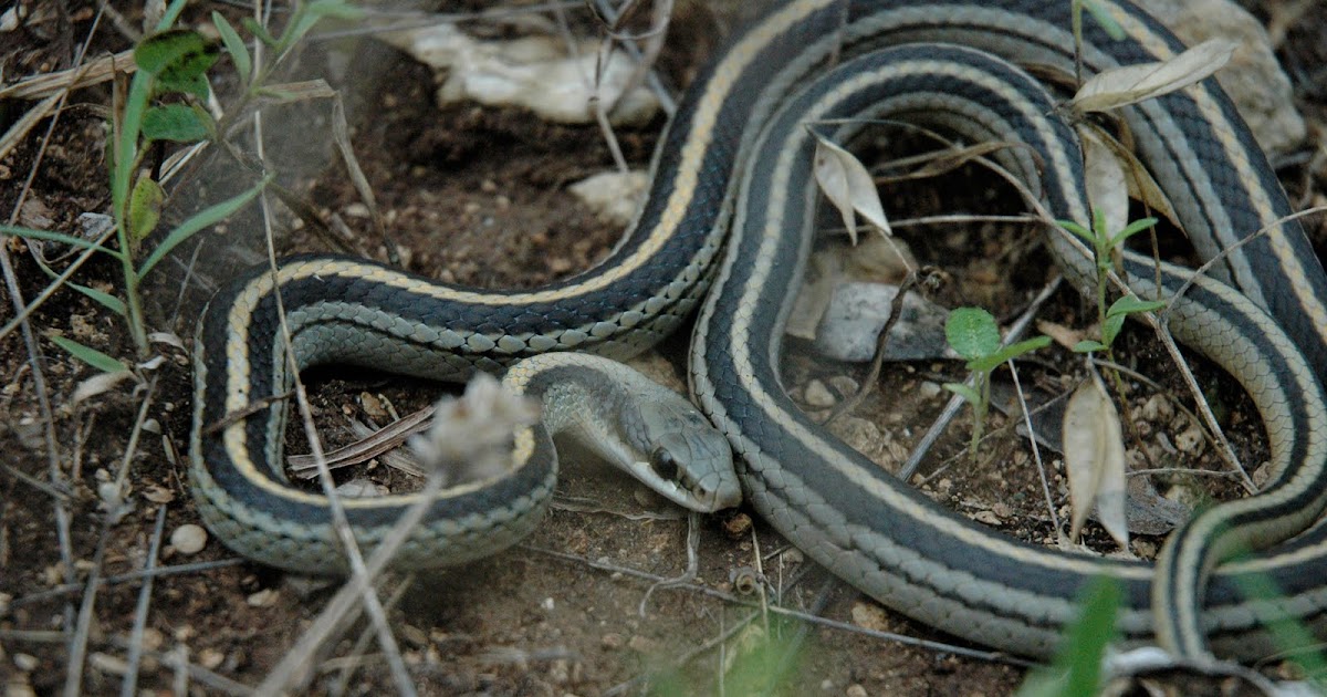 Profiles of Herping Texas Patchnose snake