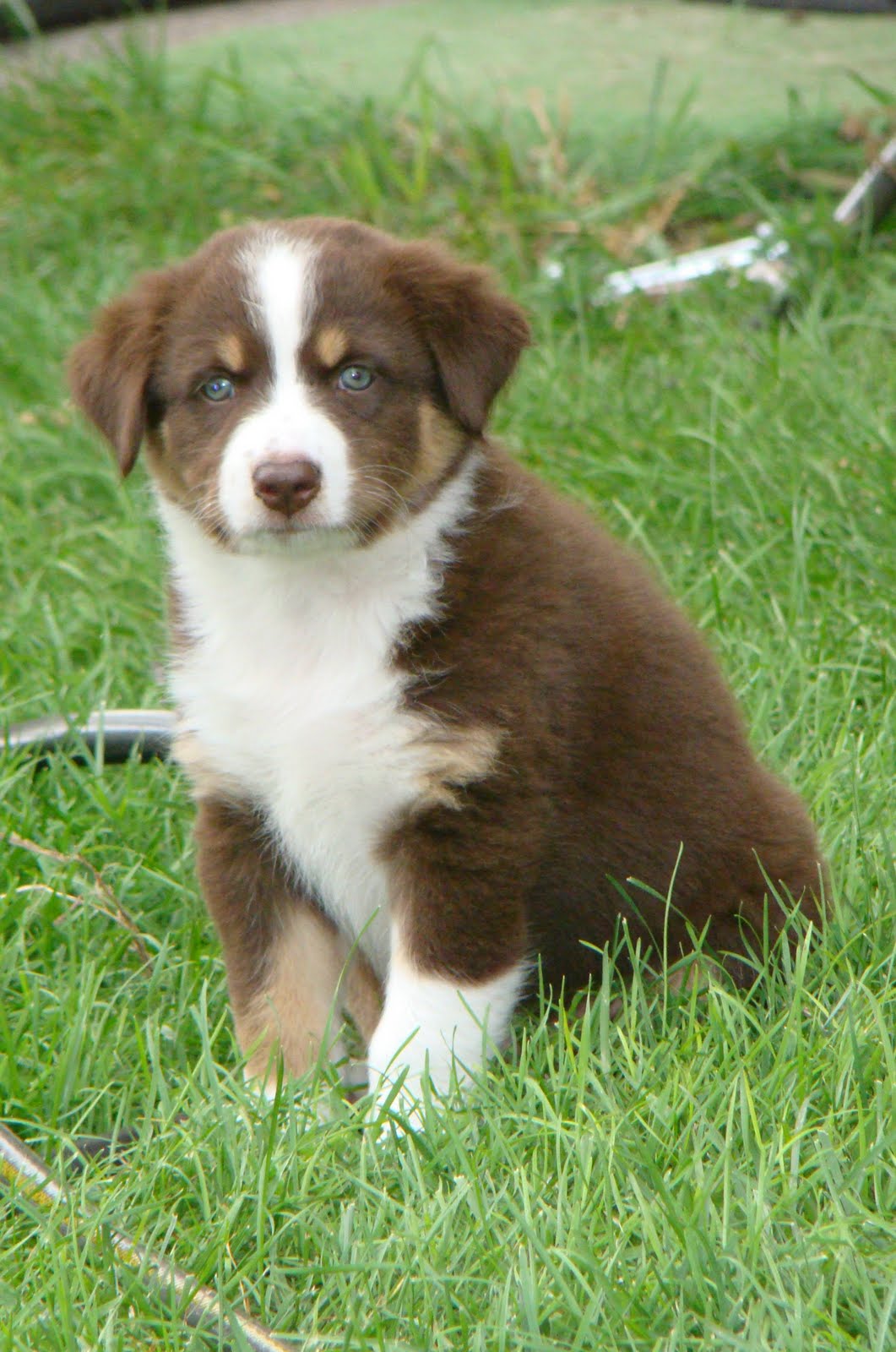 tri puppies aussie puppies for sale summer 2010 litter puppy 1 tri she is a tri puppies aussie puppies for sale summer 2010 litter puppy 1 tri she is a