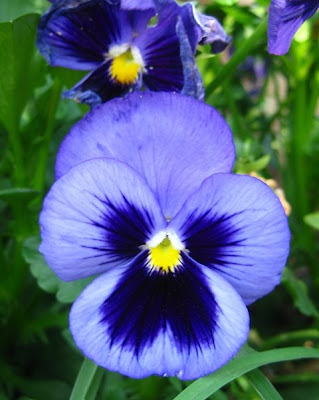 In Series Flowers