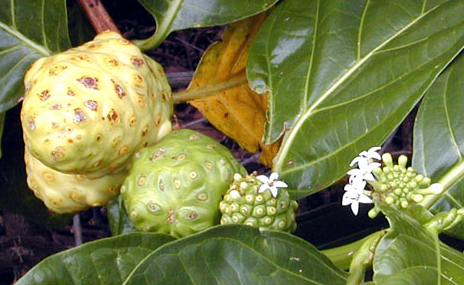 [Noni_fruit_dev.jpg]