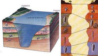 En esta ilustración se muestran fósiles marinos tanto de Francia como de Inglaterra.