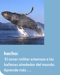 El sonar militar amenaza a las ballenas al rededor del mundo...click