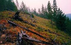 Unos 80 millones de árboles sucumbieron a su embestida y se desplomaron en la dirección de avance del frente
