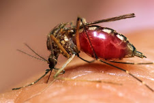 mosquito de dengue