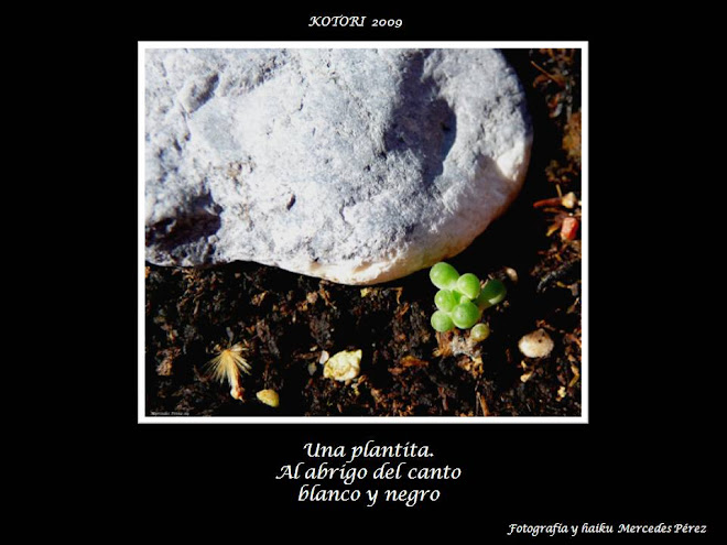 UNA PLANTITA