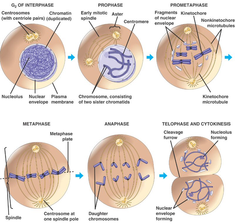 prophase plant cell