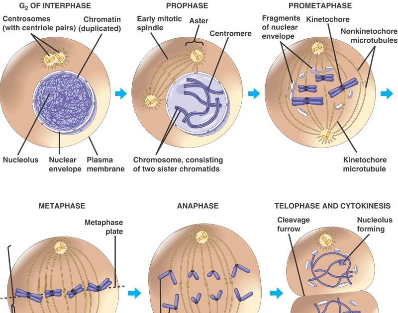 Grease Those Wheels... Biology (Cell Division)