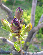 syringa vulgaris