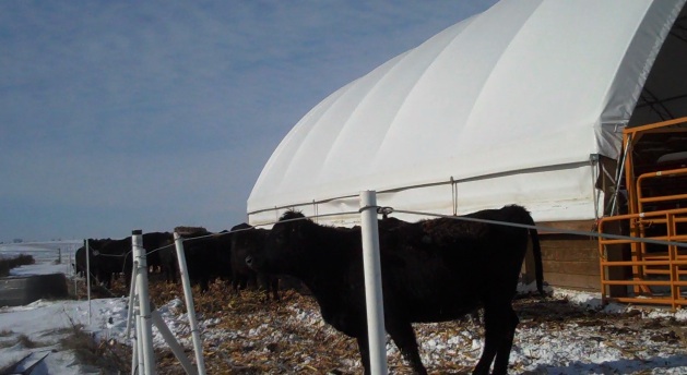 [Cattle+next+to+hoop.jpg]