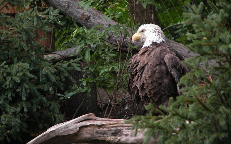 00093_baldeagle_2560x1600.jpg