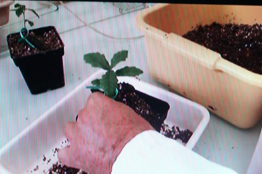 [plantule333+copie.jpg]